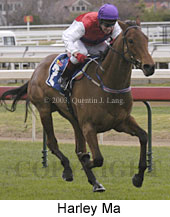 Harley Ma (13478 bytes)