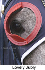 Lovely Jubly (12781 bytes)