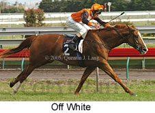 Off White (16395 bytes)