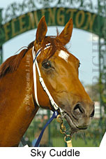 Sky Cuddle  (17710 bytes)