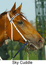 Sky Cuddle  (17710 bytes)