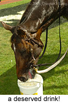 Makybe Diva (18507 bytes)