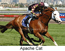 Apache Cat (14872 bytes)