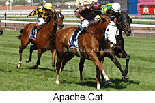 Apache Cat (14872 bytes)