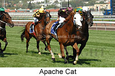 Apache Cat (14872 bytes)