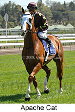 Apache Cat (14872 bytes)