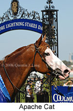 Apache Cat (14872 bytes)