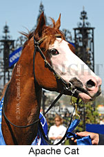 Apache Cat (14872 bytes)