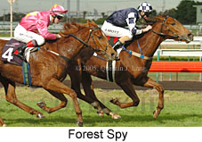 Forest Spy (14872 bytes)