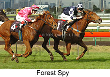 Forest Spy (14872 bytes)