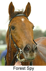 Forest Spy (14872 bytes)