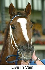 Live In Vain (14872 bytes)