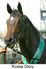 Rossa Glory (13152 bytes)