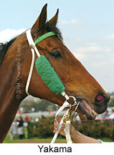 Yakama (12679 bytes)