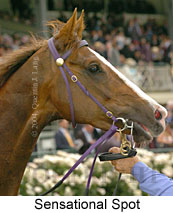 Sensational Spot (16971 bytes)