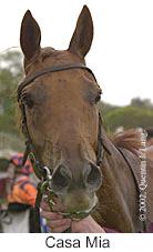 r2casamia2.jpg (7221 bytes)