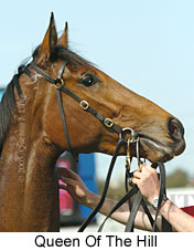 Queen Of The Hill (19327 bytes)