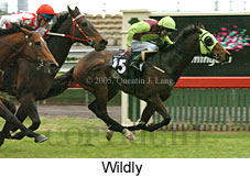 Wildly (19327 bytes)