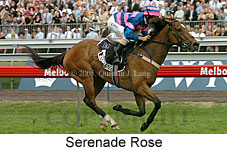 Serenade Rose (18507 bytes)