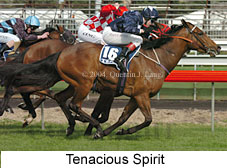 Tenacious Spirit (17878 bytes)