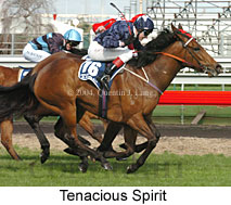 Tenacious Spirit (19374 bytes)