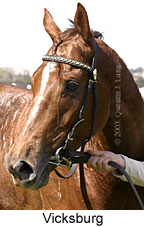 Vicksburg (16555 bytes)