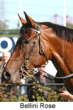 Bellini Rose (17710 bytes)