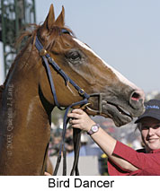 Bird Dancer (13135 bytes)