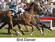 Bird Dancer (18257 bytes)