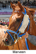 Marveen (18507 bytes)