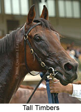 Tall Timbers (12120 bytes)