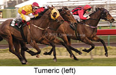 Tumeric (15344 bytes)