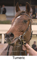 Tumeric (11003 bytes)