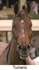 Tumeric (9670 bytes)