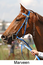 Marveen (14772 bytes)