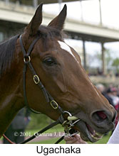 r5ugachaka2.jpg (11446 bytes)