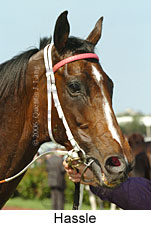 Hassle (17710 bytes)