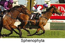 Sphenophyta (17076 bytes)