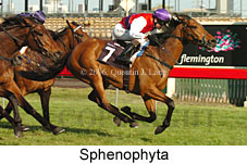 Sphenophyta (17710 bytes)