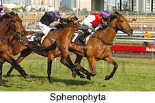 Sphenophyta (17710 bytes)