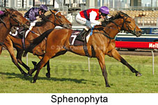 Sphenophyta (17710 bytes)