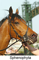 Sphenophyta (17710 bytes)