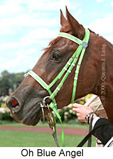 Oh Blue Angel (13571 bytes)