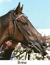 Brew (12571 bytes)