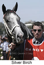 r5silverbirch.jpg (11935 bytes)