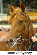 Flame Of Sydney (18507 bytes)