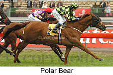 Polar Bear (18507 bytes)