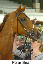 Polar Bear (18507 bytes)