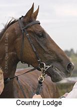 Country Lodge (9841 bytes)