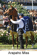 Arapaho Miss (18507 bytes)